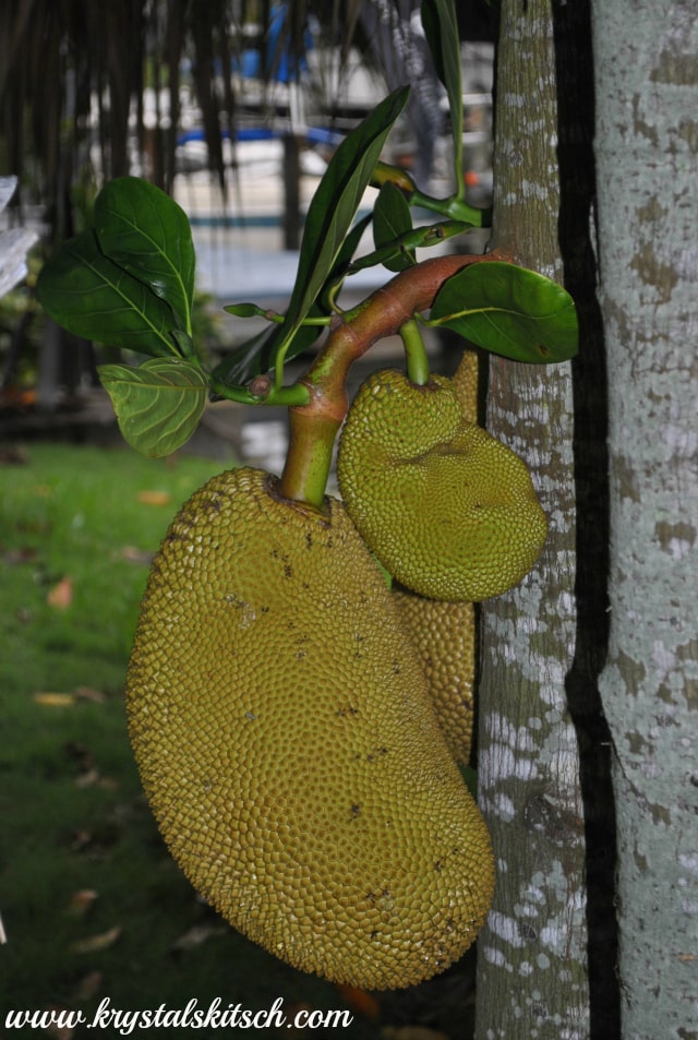 How to Pick a Ripe Jackfruit: Tips and Tricks for Choosing the Perfect Fruit
