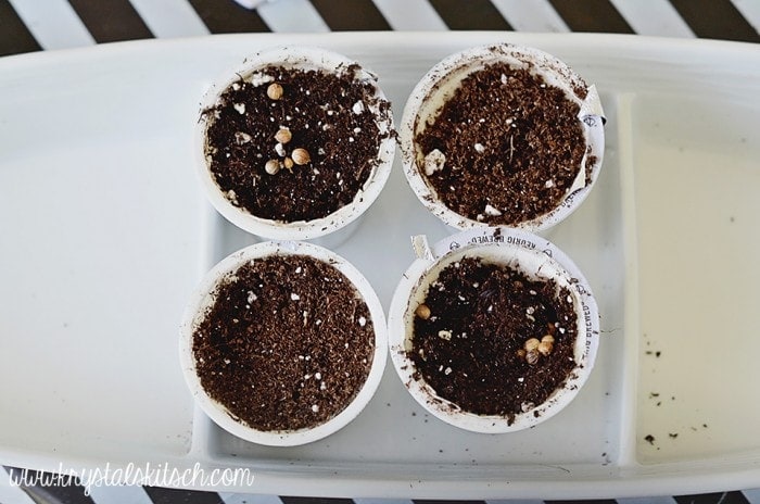 Coffee Gardening
