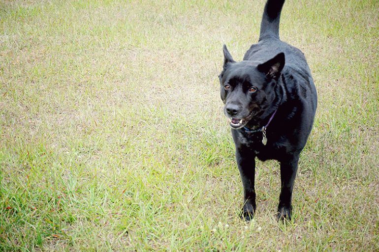 Dog Park Ideas With Purina