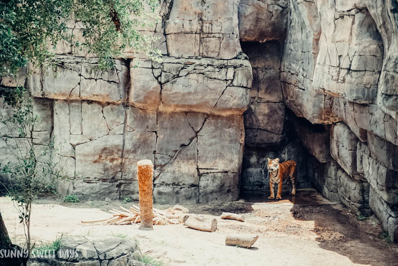 ZooTampa Lowry Park Zoo Review