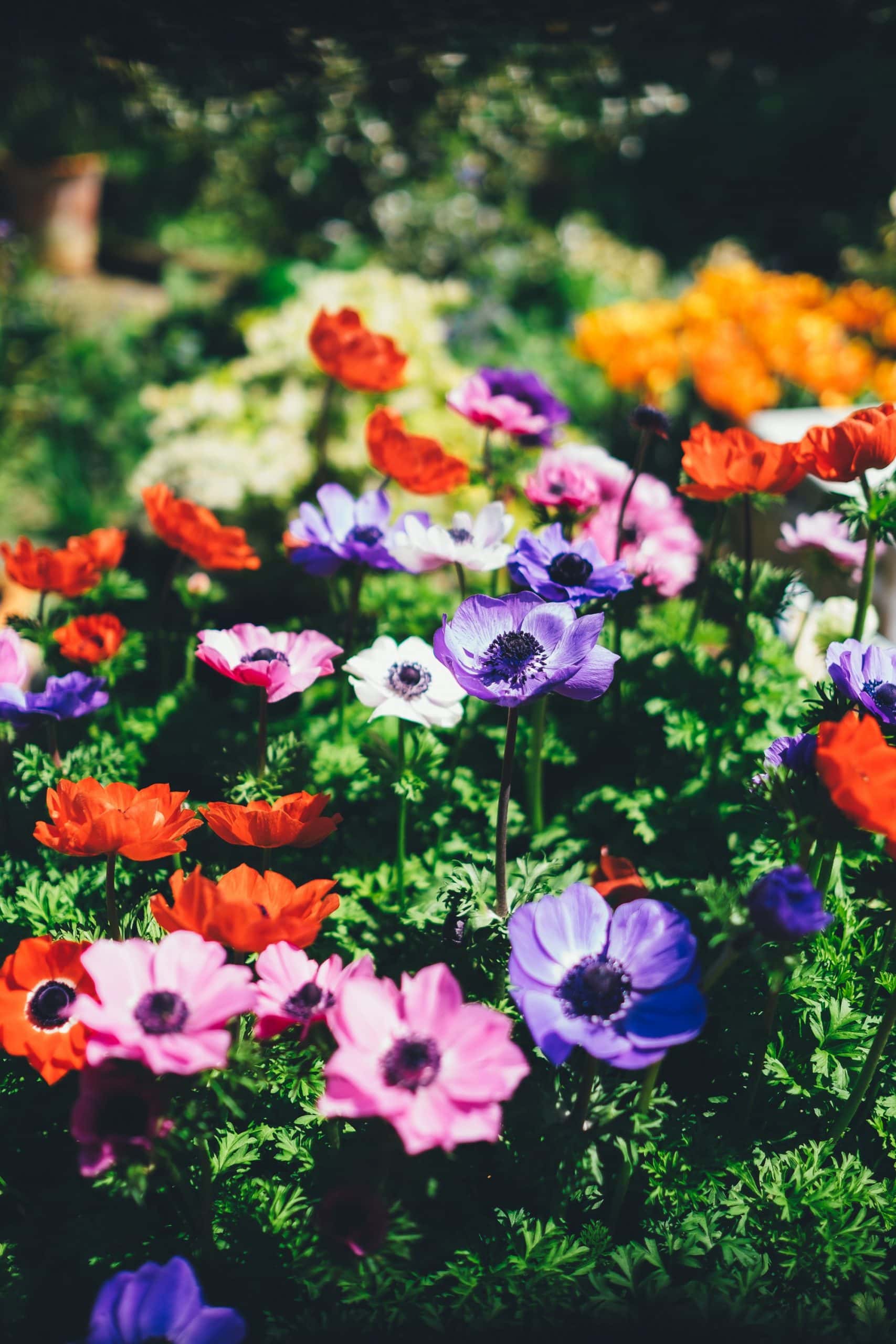 Make Your Garden Look Like a Million Dollar Oasis