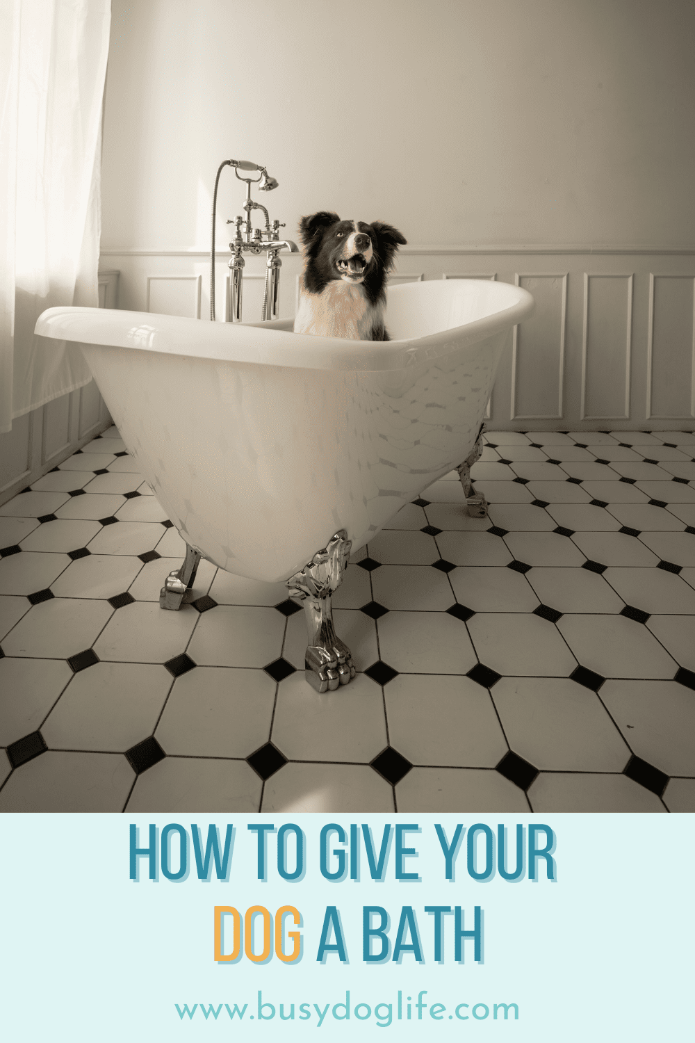 How to Give Your Dog a Bath