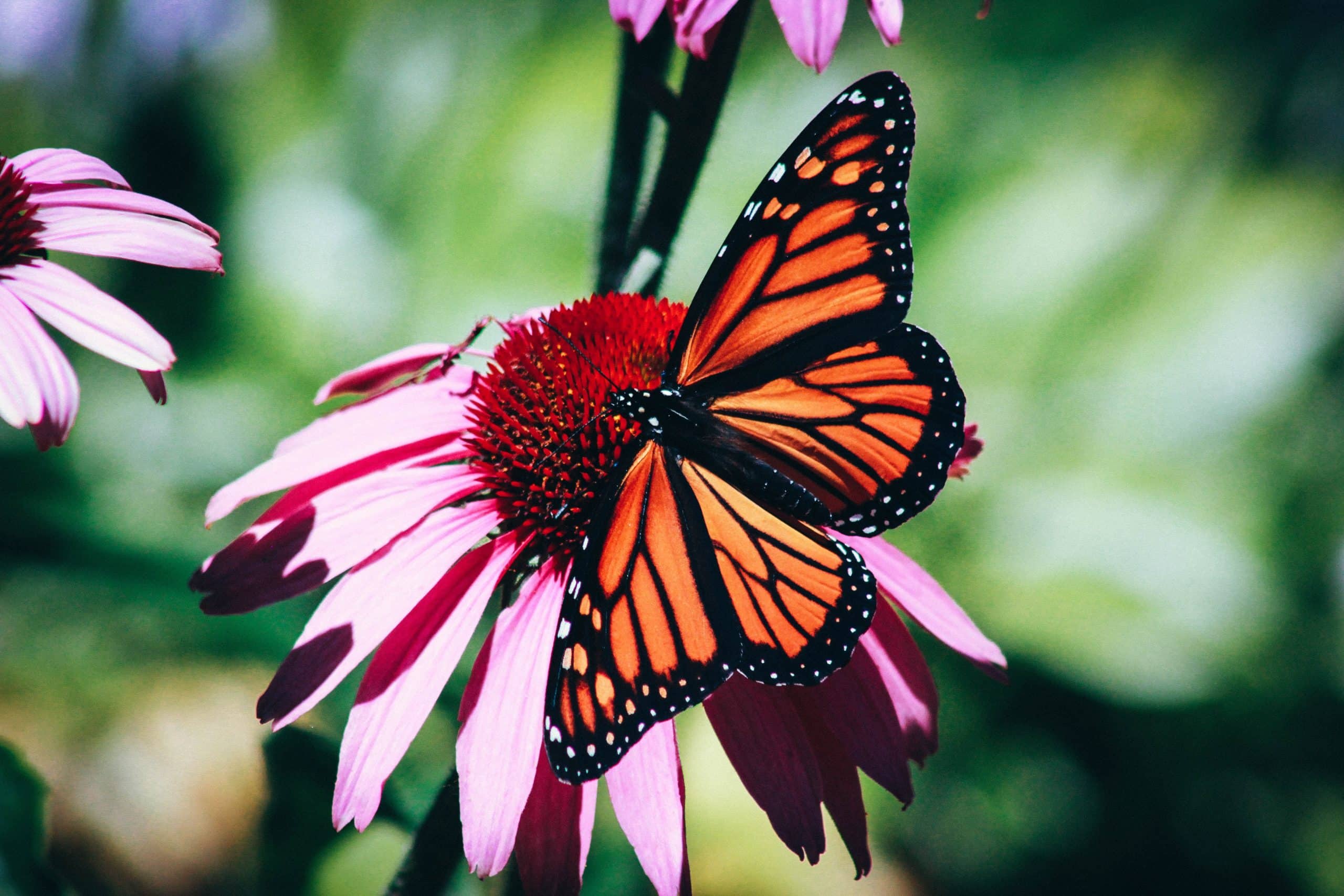 12 Fun Facts To Know About Monarch Butterflies