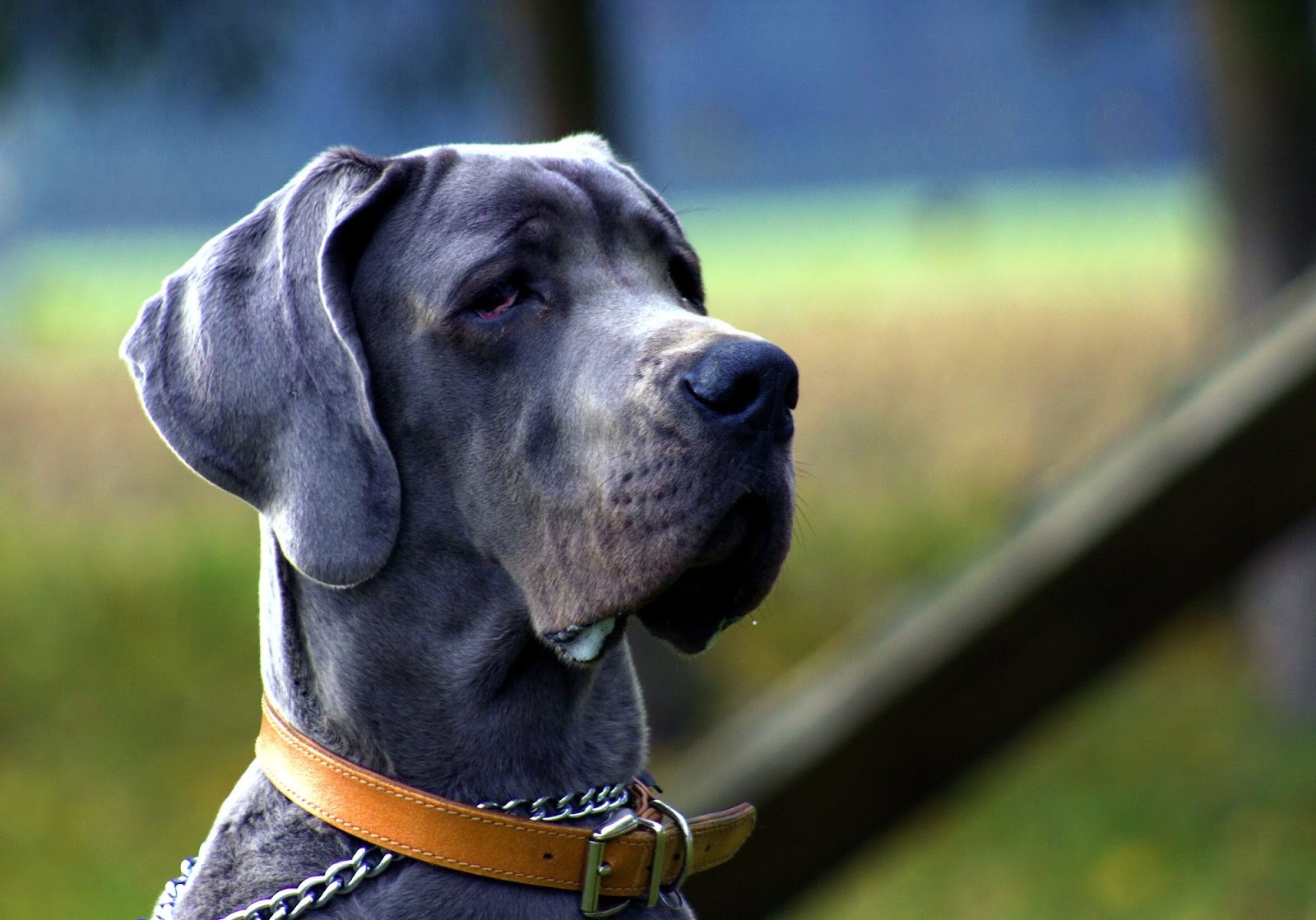 Fetch Success: 6 Expert Tricks for Teaching Your Dog Proper Etiquette