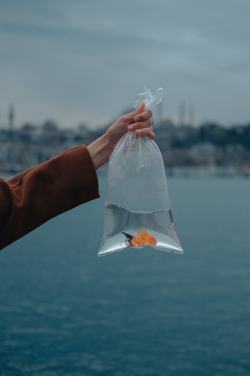 goldfish in plastic bag