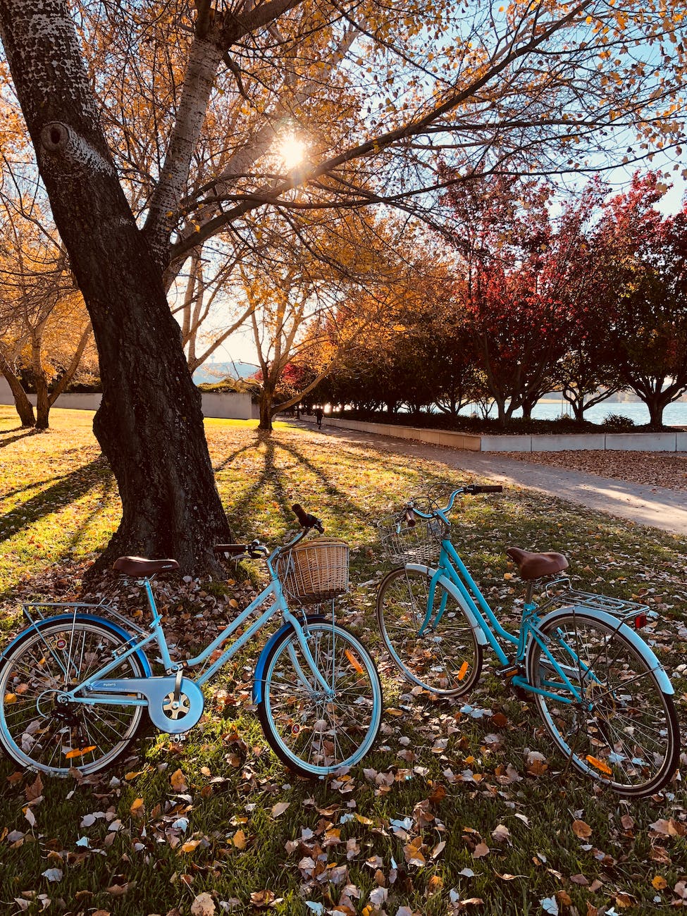 two teal bicycles near a tree