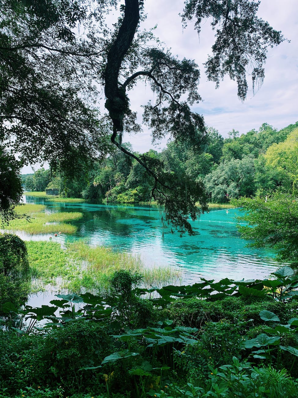 scenic shot of rainbow springs