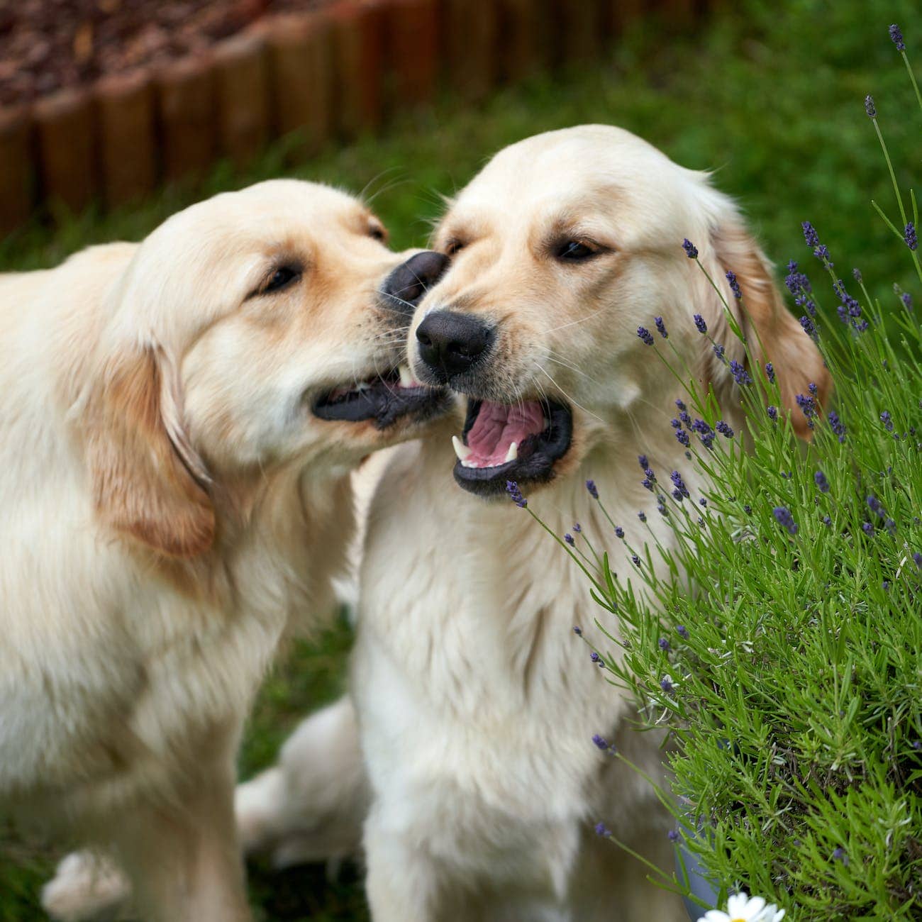 golden retrievers in the garden