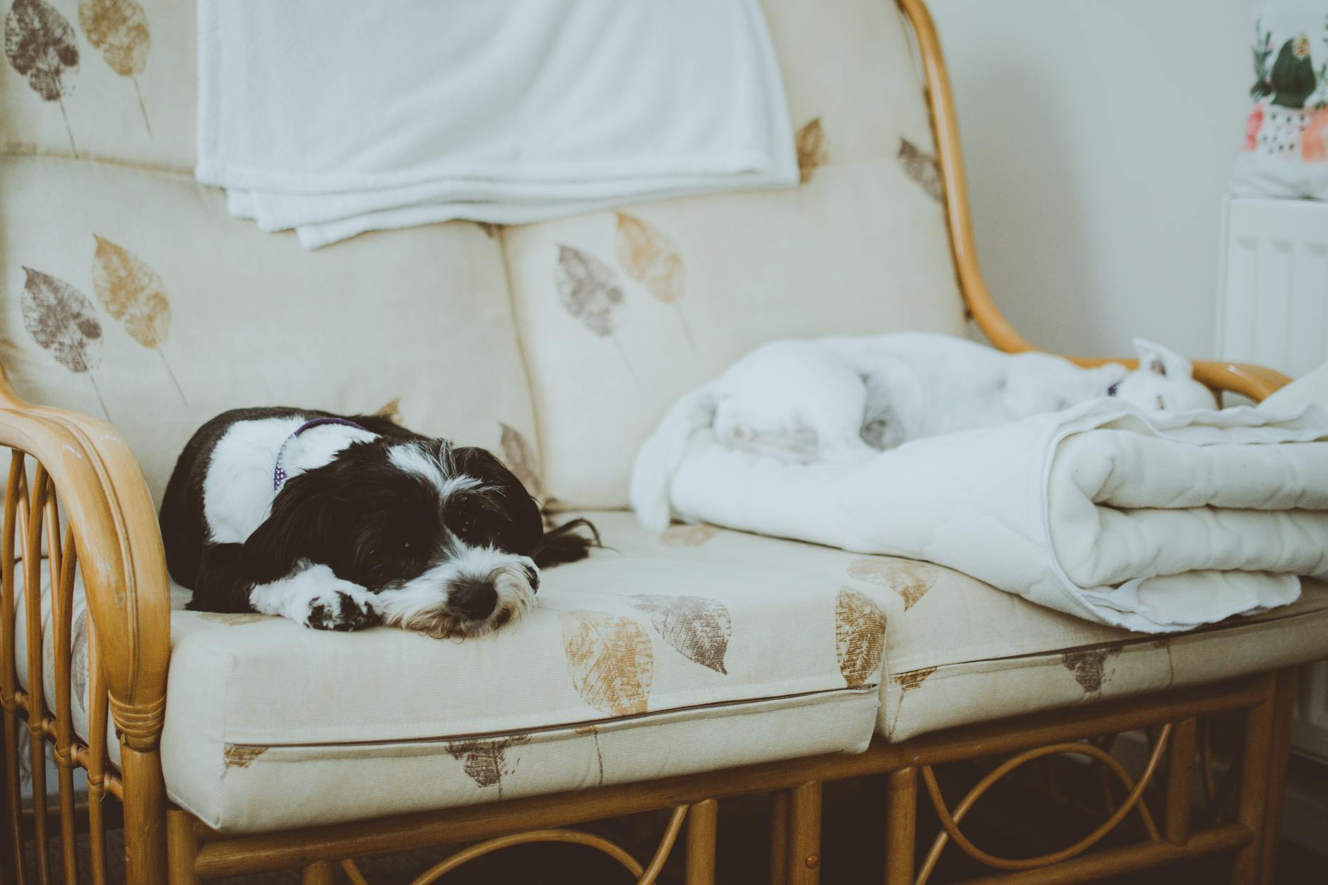 white and black dogs lying on white loveseat