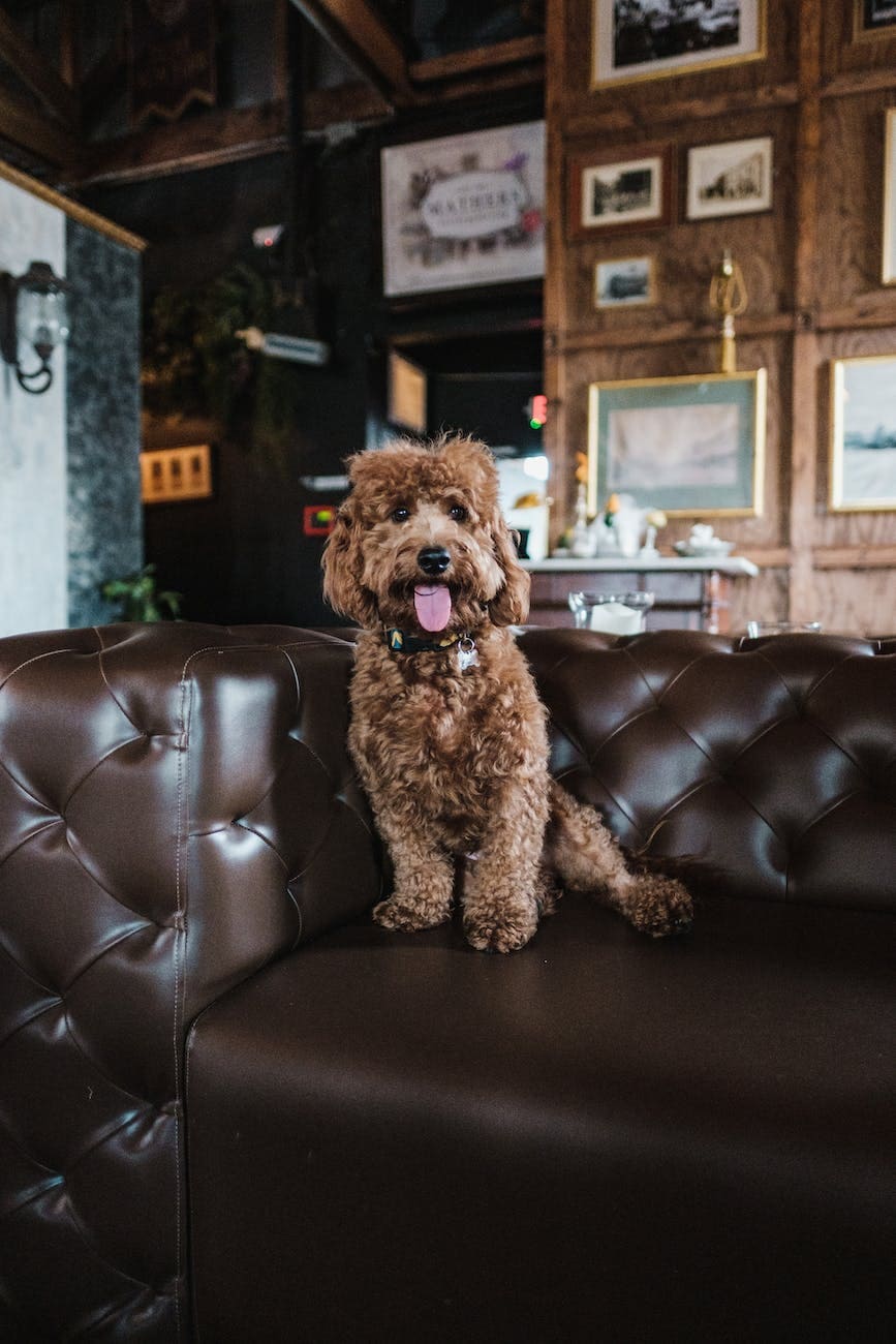 dog sitting on couch