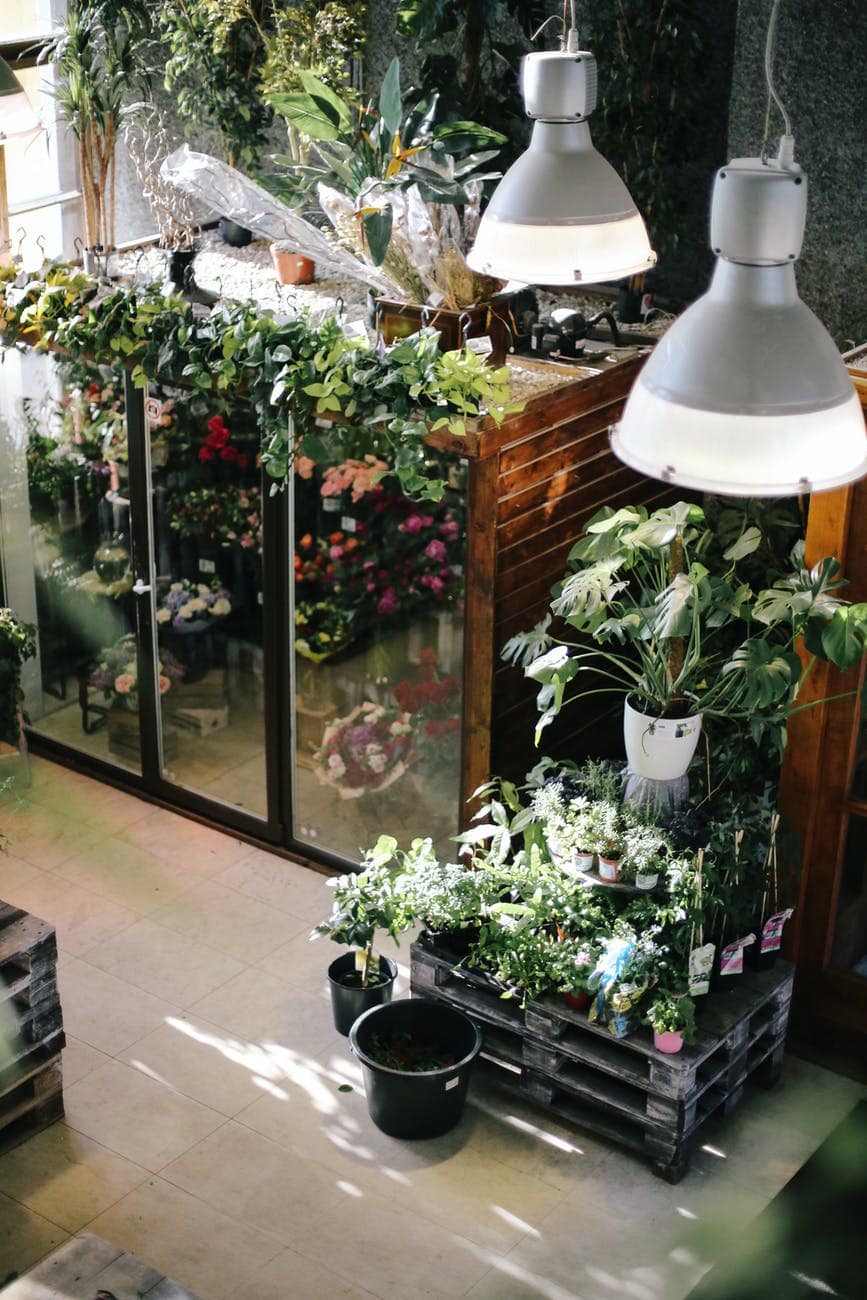 home garden with different plants
