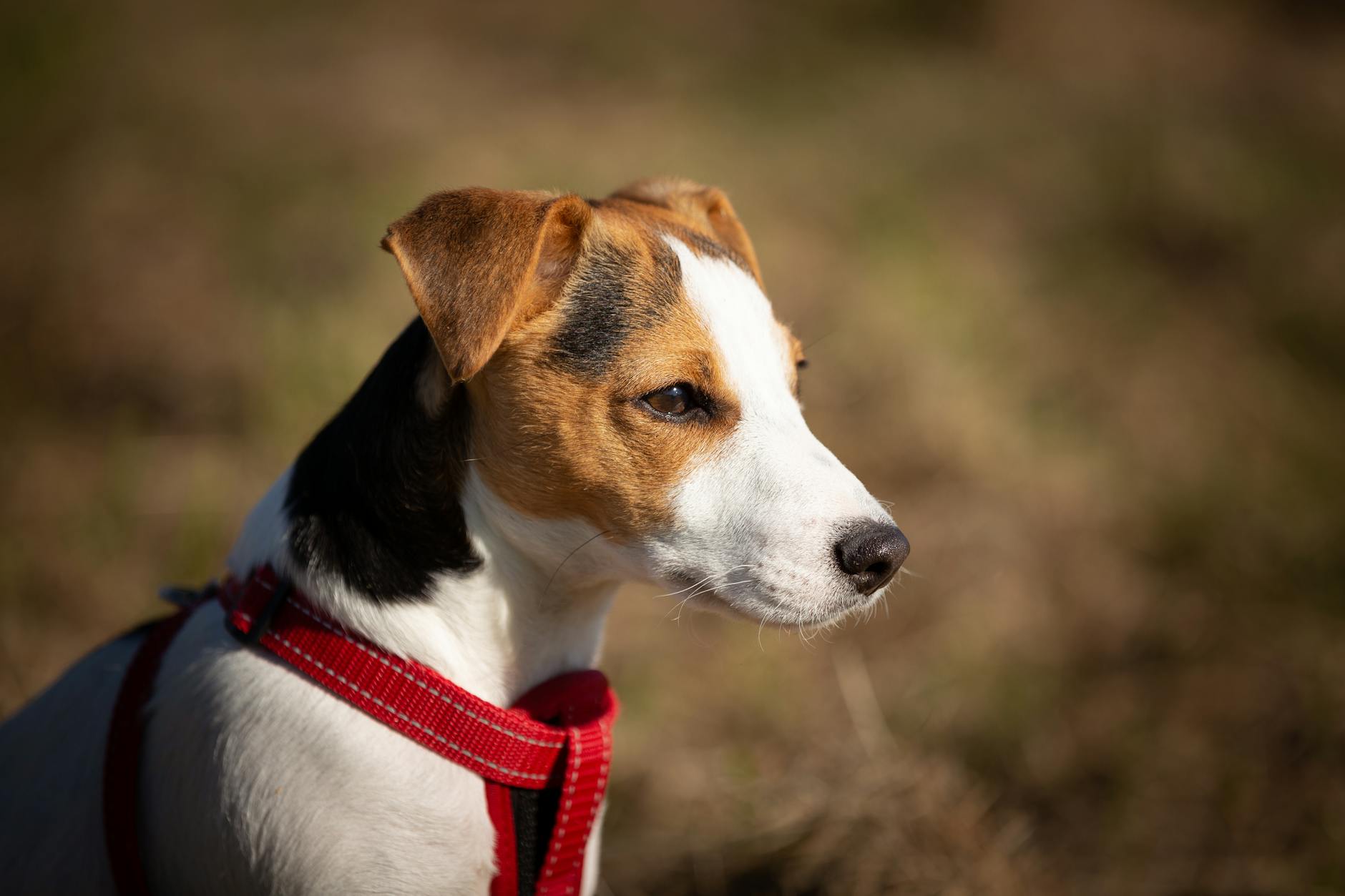 short coated brown white and black dog wearing red harness
