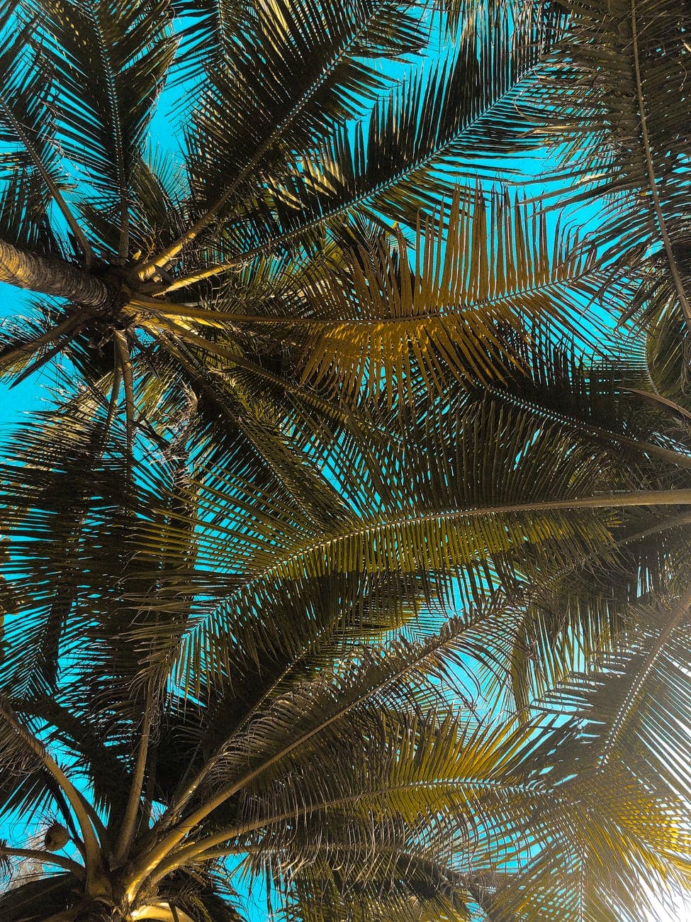 low angle photography of coconut trees