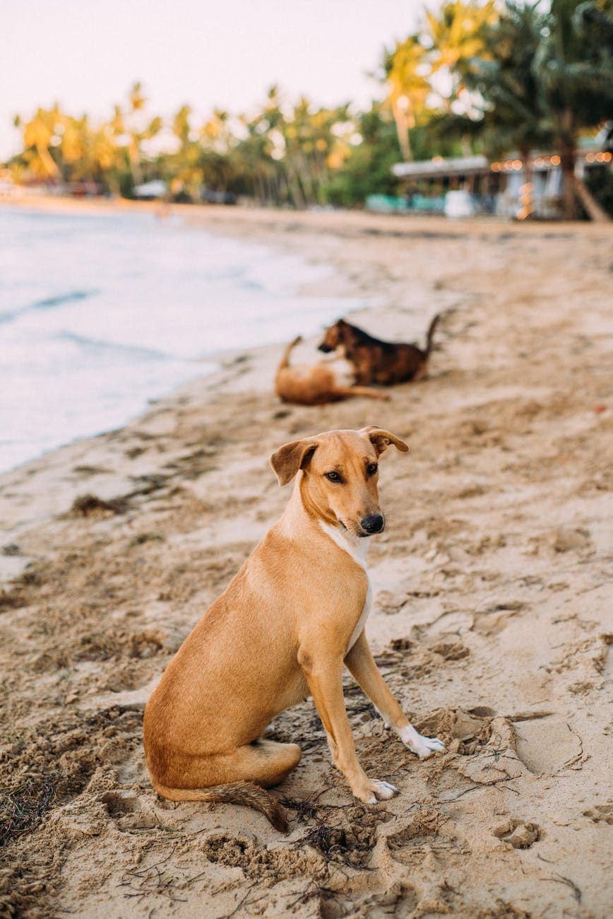 shallow focus photo of brown dog sitting on seashore