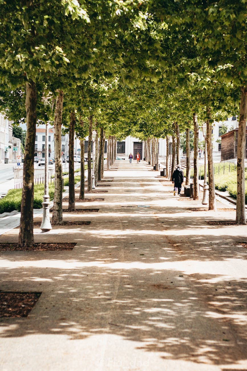 photo of person walking beside trees