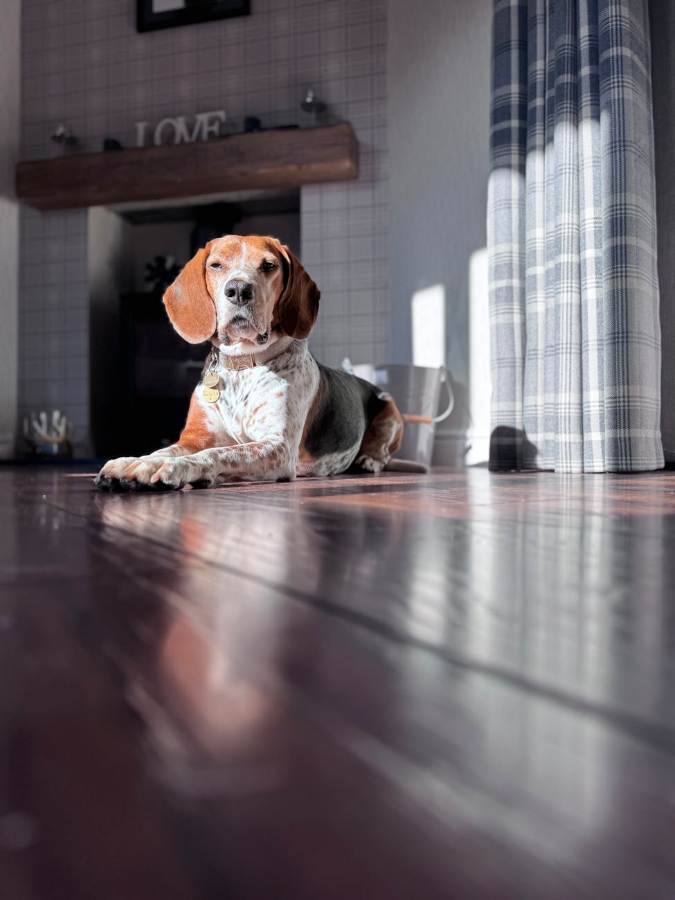 english coonhound dog lying on floor in sunlight