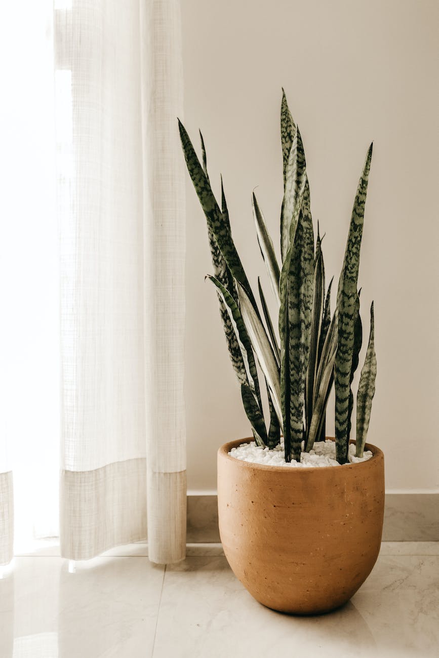 green plants