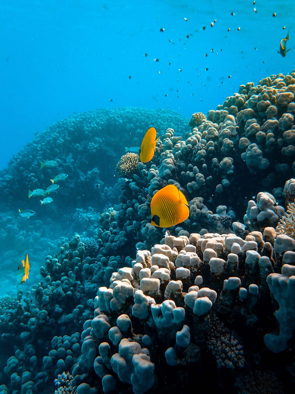 sea animals near coral reefs
