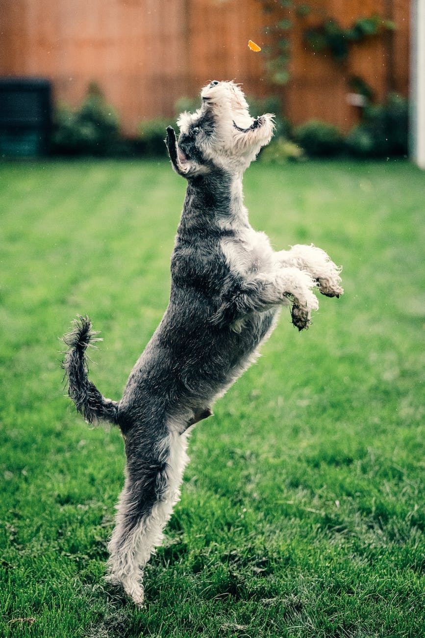black and white dog on grass field