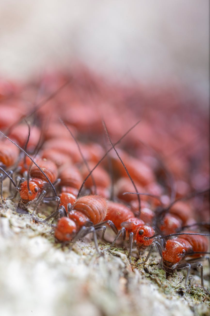 colony of termites crawling on dry terrain