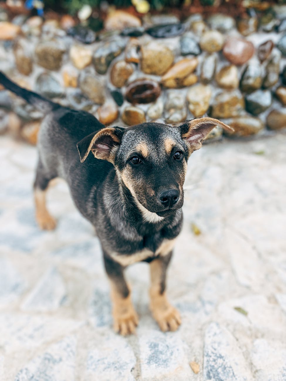 photo of black short coated dog