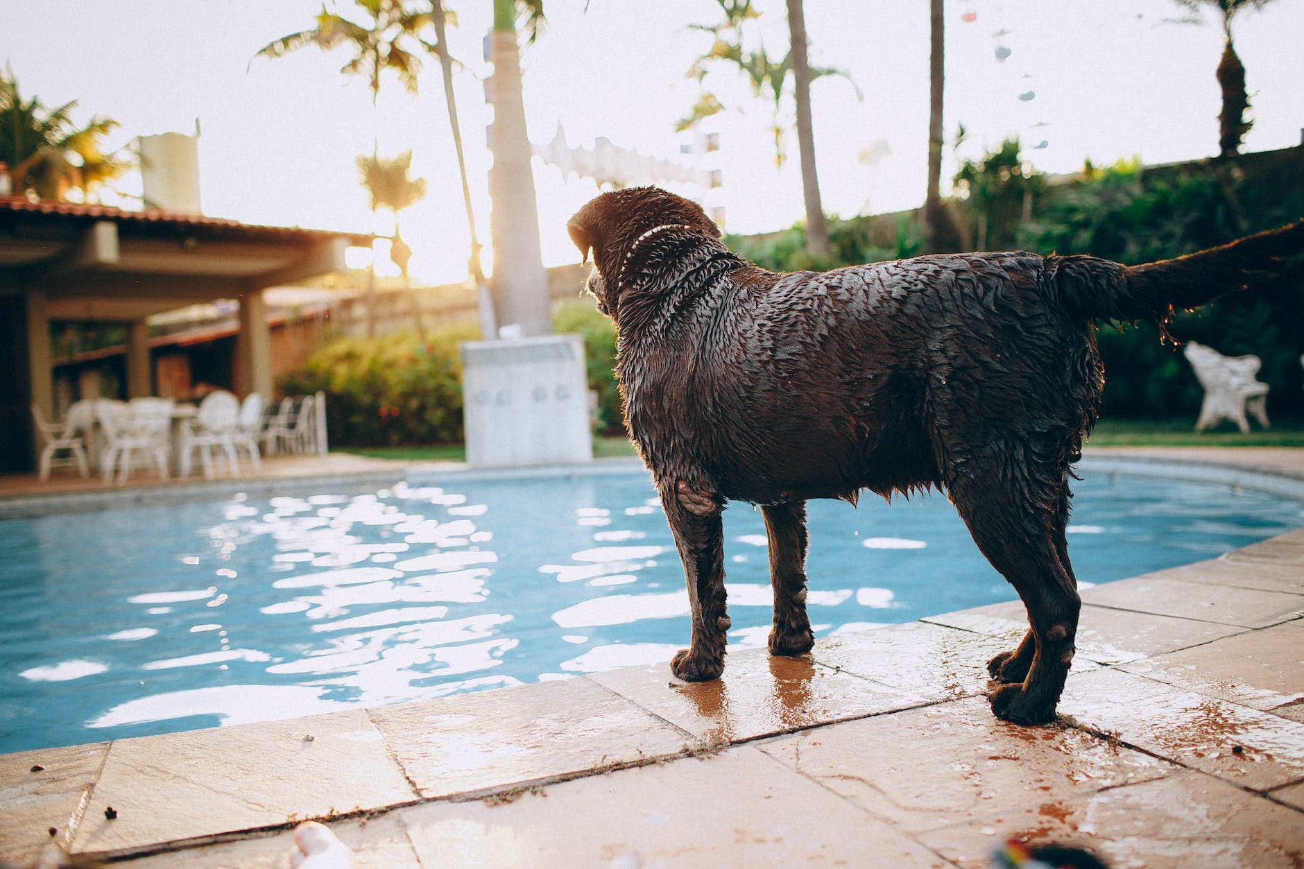 wet chocolate purebred dog standing at poolside in tropical resort
