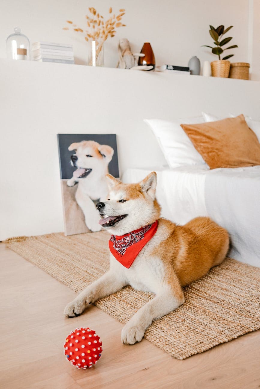 happy dog lying on carpet at home