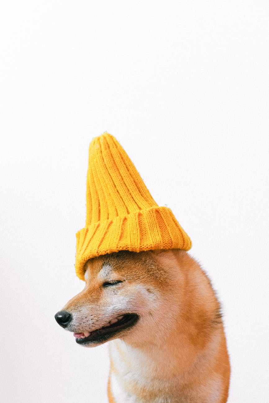 brown and white dog wearing yellow knit cap