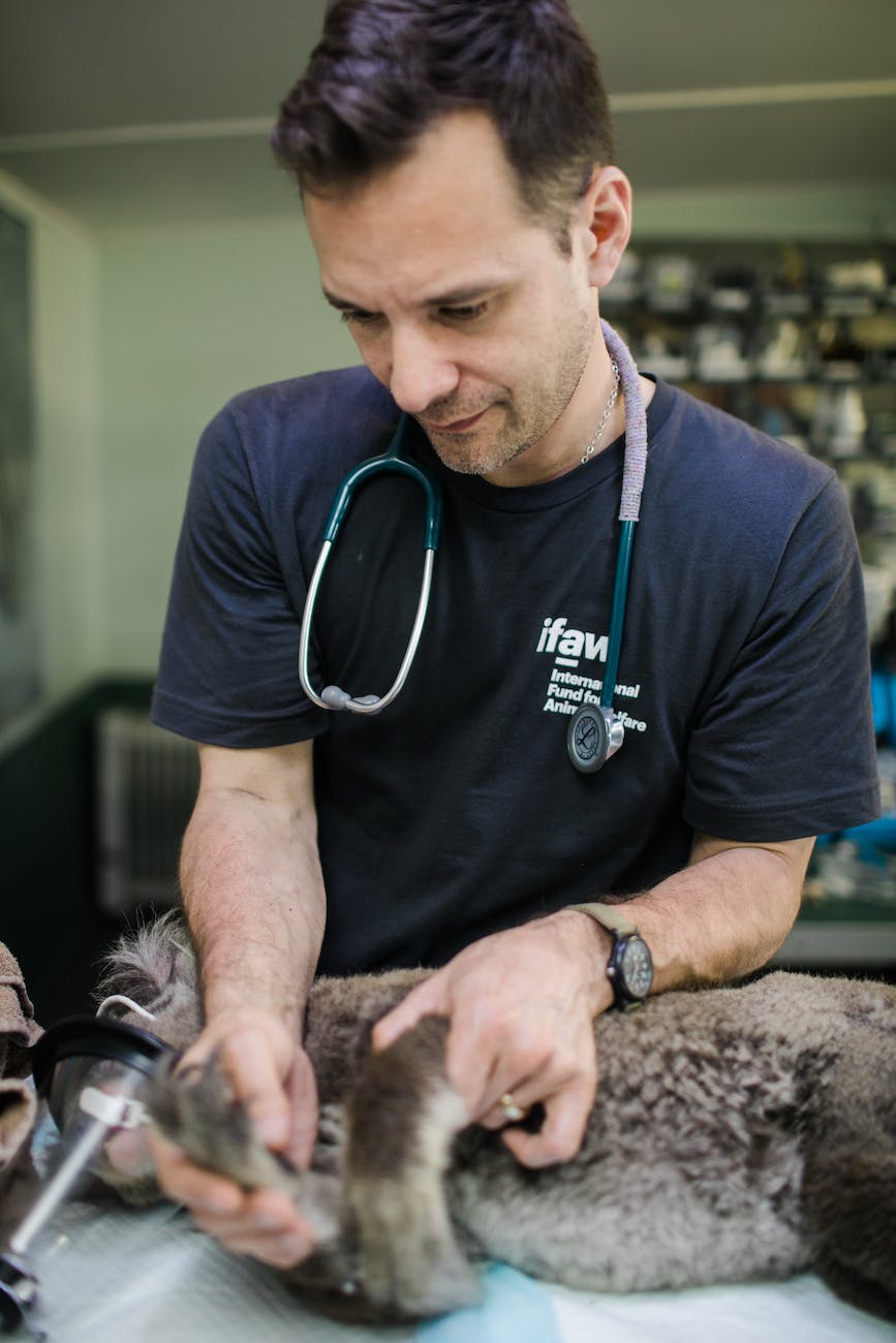 veterinarian checking a koala