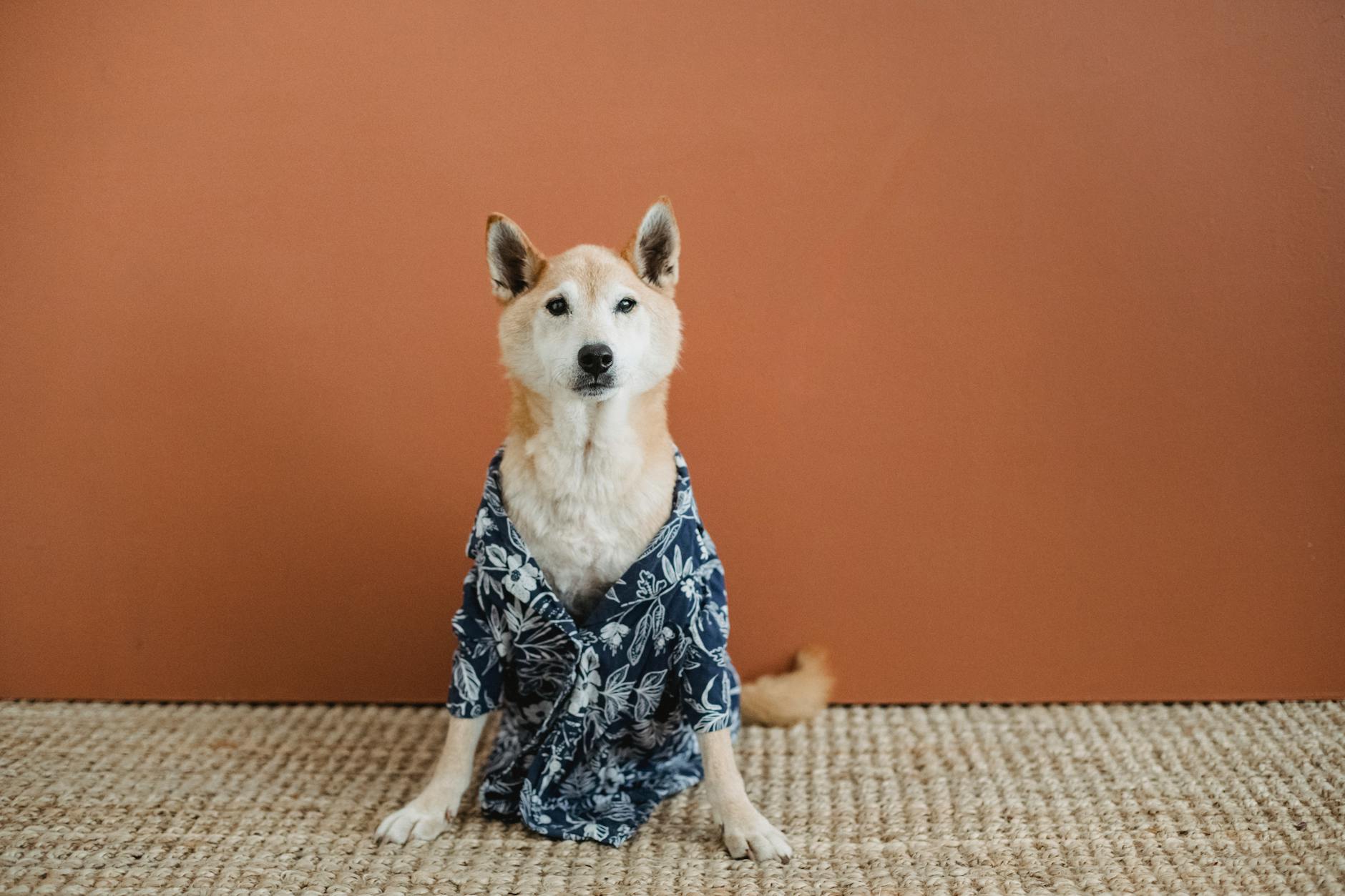 curious dog in clothes sitting on floor