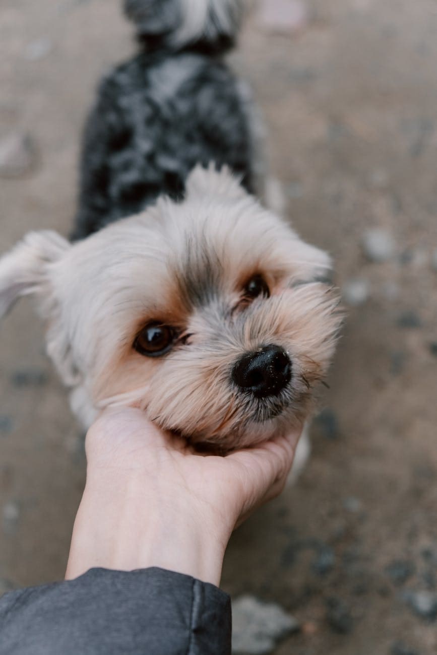 animal dog pet cute