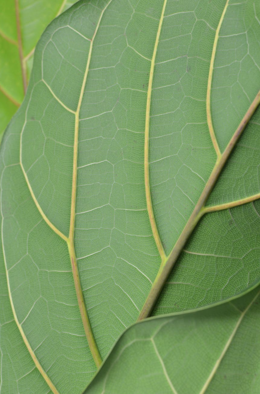 textured veins of green plant leaf in daytime