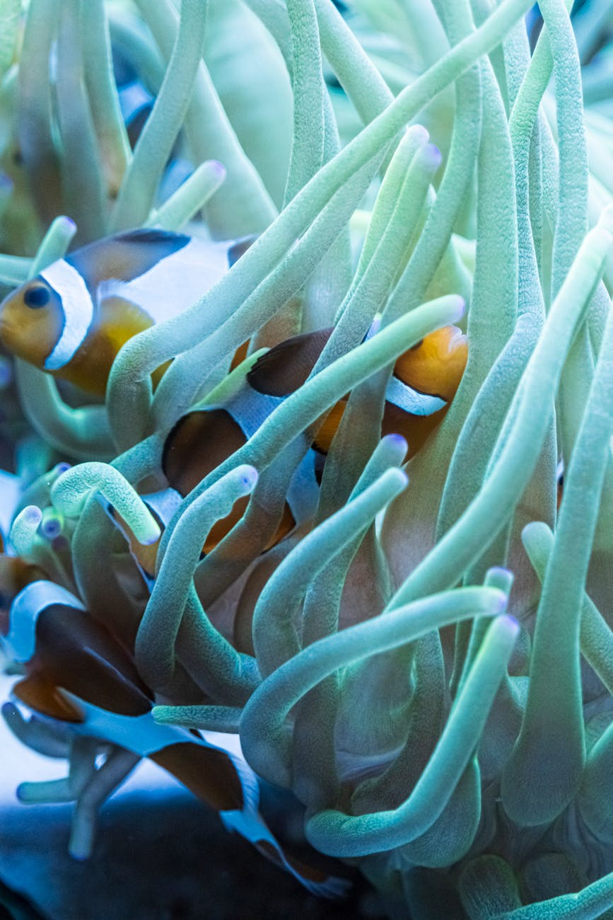 a close up shot of clownfishes on a coral