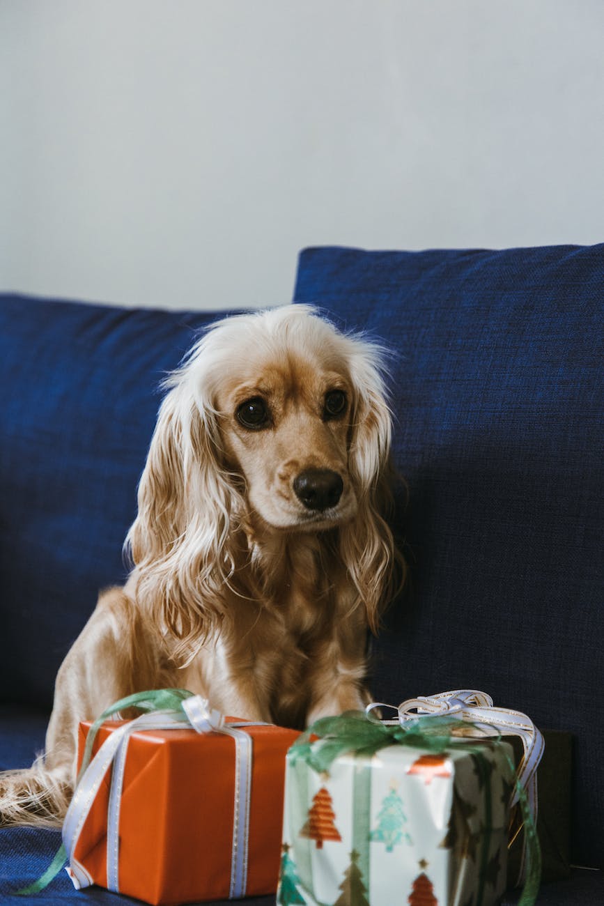 brown long coated small dog on blue textile