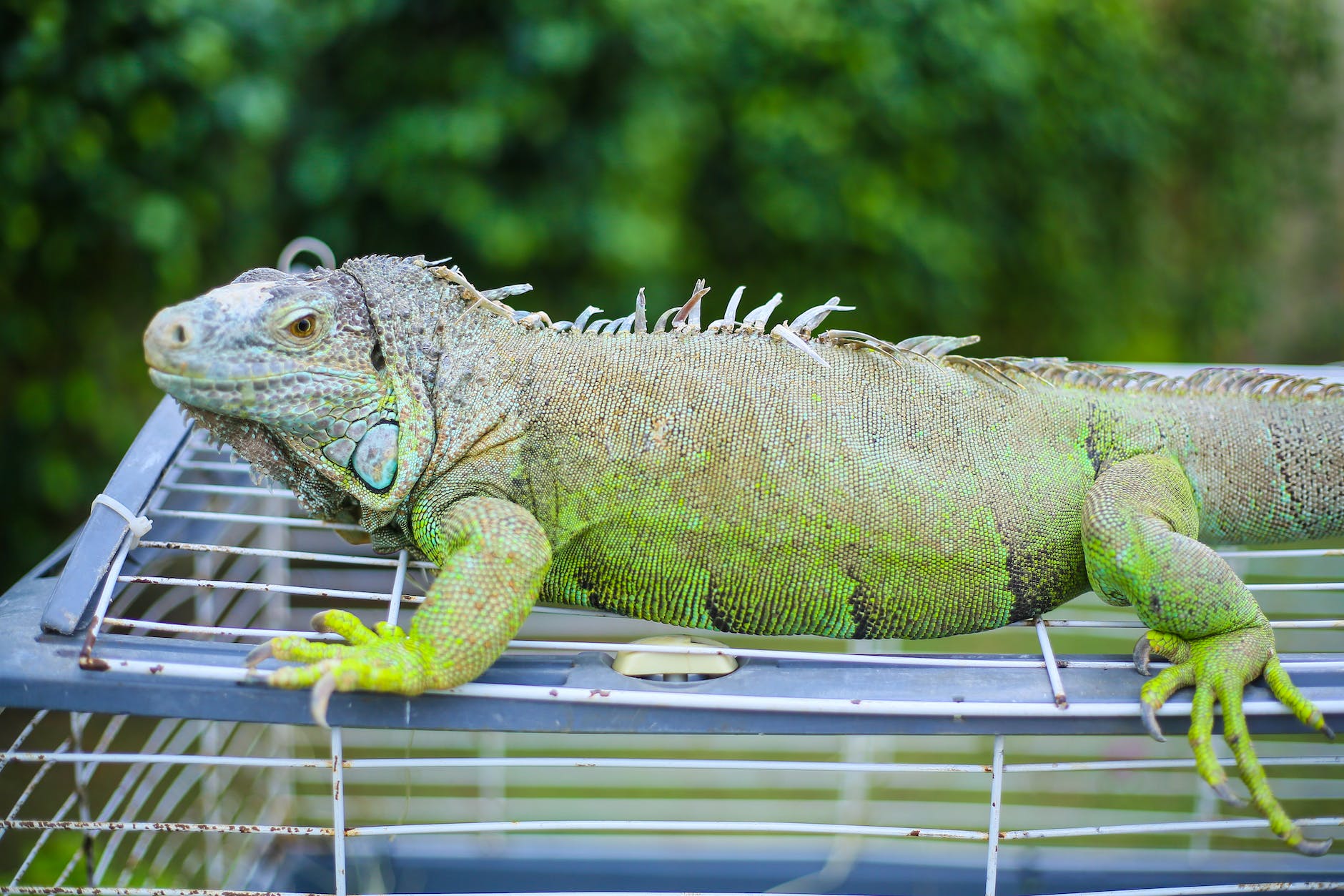 large lizard on top of a cage
