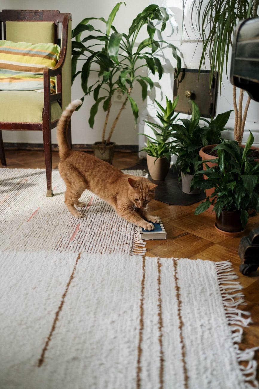 orange tabby cat lying on white textile