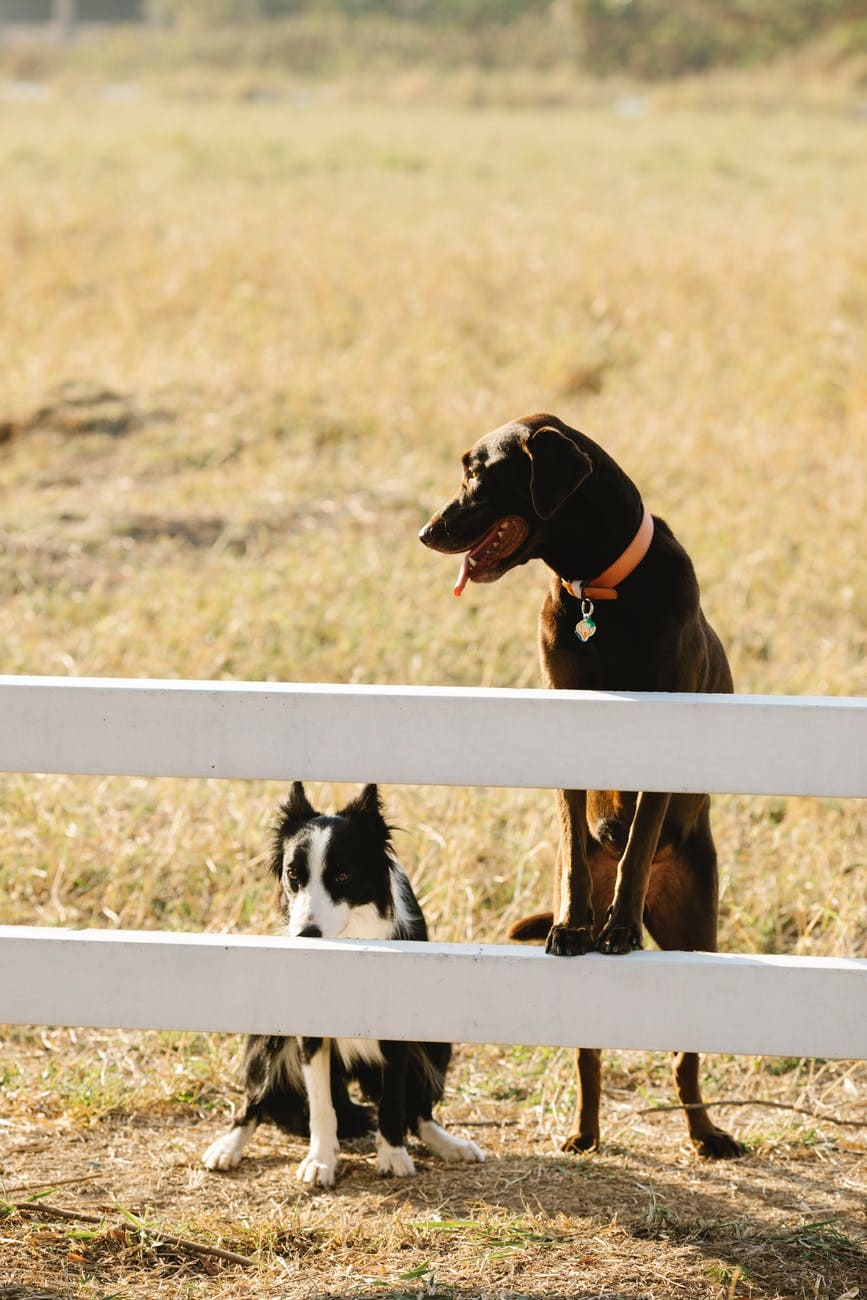 cute labrador and border collie dogs standing behind enclosure border