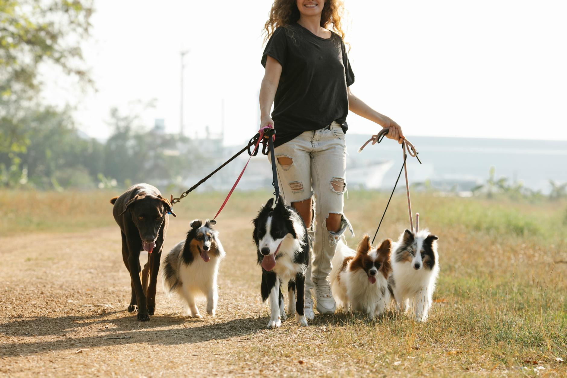 cheerful faceless woman walking dogs on rural road