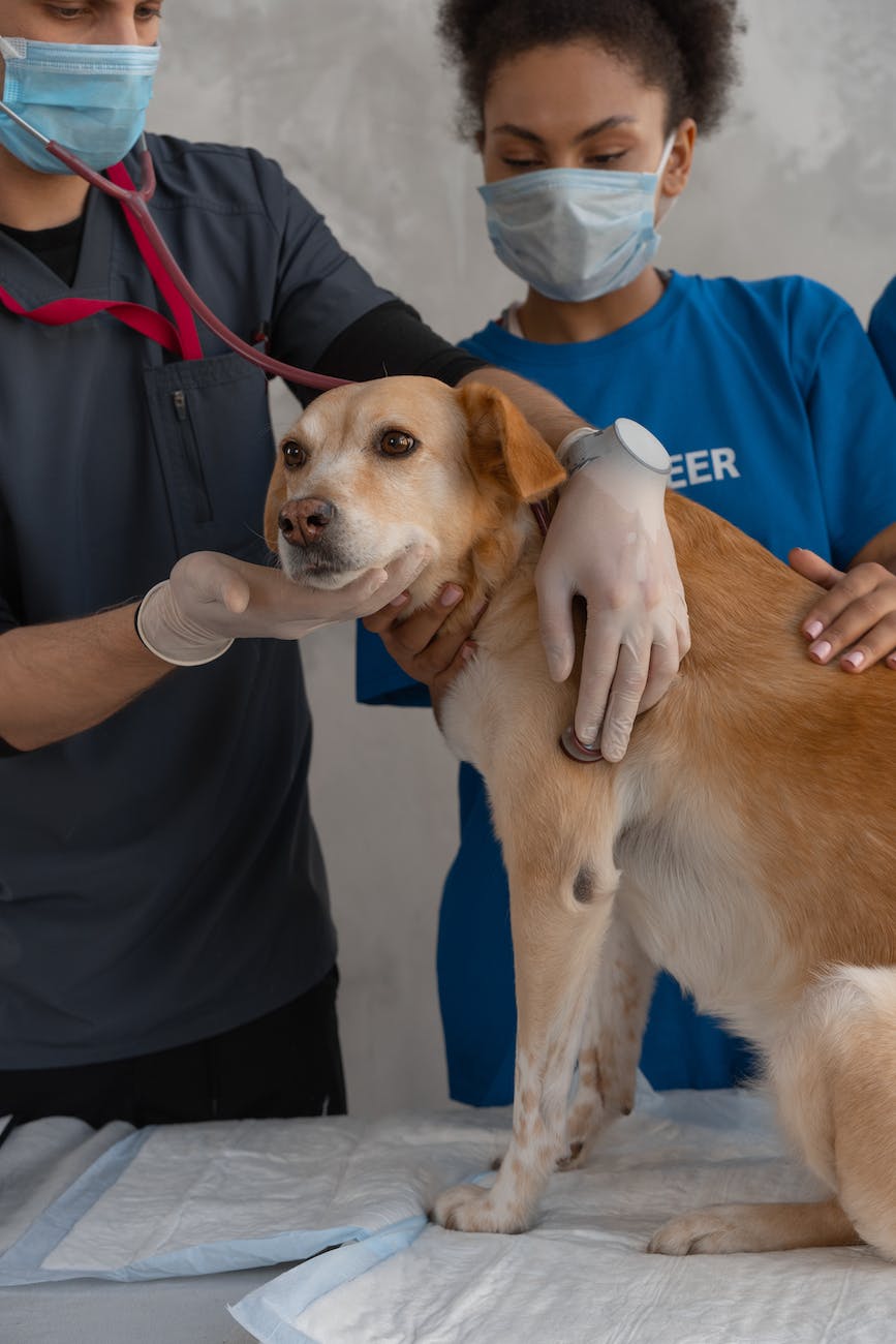 doctor checking on a dog