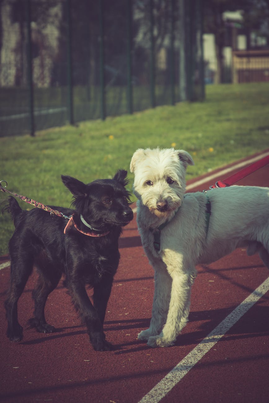 two black and white dogs in track